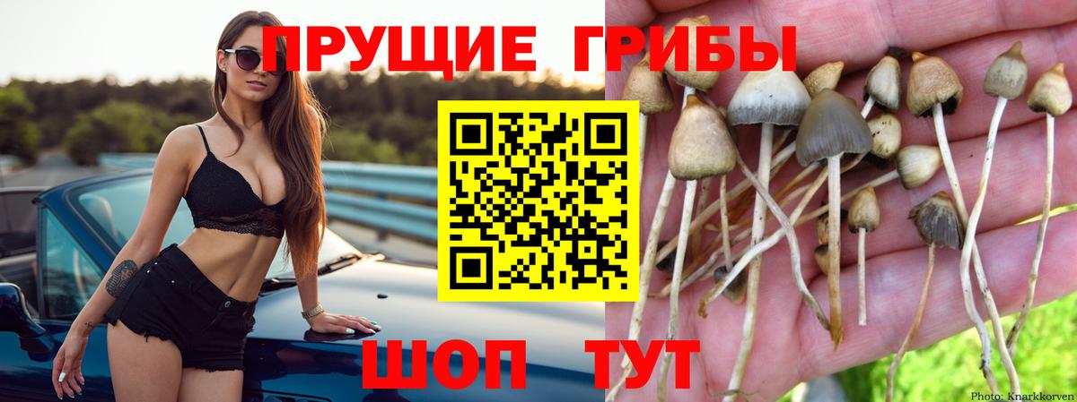 Северобайкальск  Псилоцибиновые грибы прущие грибы  Вход с VPN 